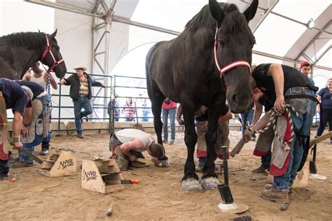 Alexis Frulling in public threesome at Calgary Stampede video。